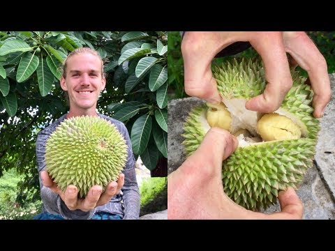 Como abrir e coma um Durian