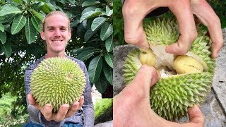 Cara Membuka dan Memakan Durian