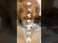【神食いつき】獣医師監修の国産ウェットフードが凄すぎた！🐶 #犬 #ドッグフード #シルクフル #犬のいる暮らし #shorts