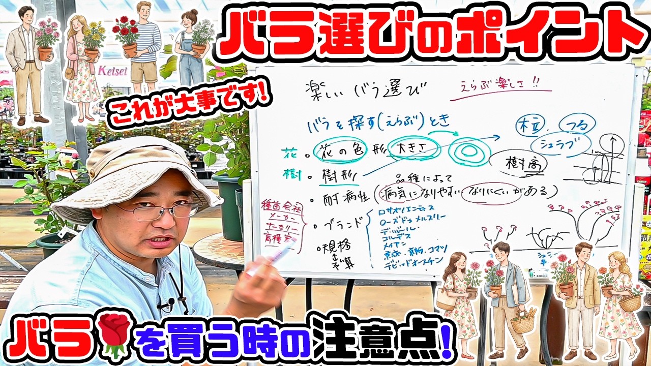 ひろココさま専用　ご確認用バラ苗木 さぁ!バラ選びが楽しい時期です♪そこで本日は!「バラ選びのポイント