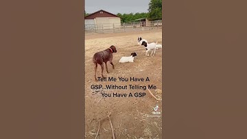 GERMAN SHORTHAIRED POINTER Dog On A Constant Hunt!