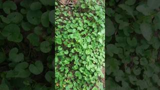 Farm fresh Centella asiatica harvest gotukola brahmi