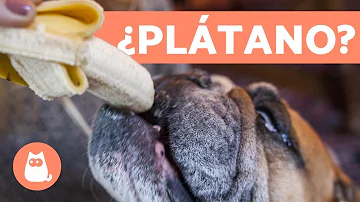 ¿Son buenos los plátanos para los perros?