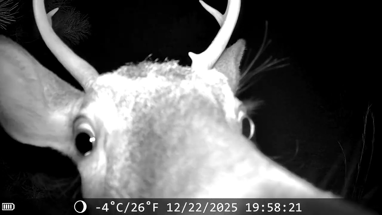 Up Close and Personal- Practice Stillness: A Profound, Unscripted Moment with a Wild Deer