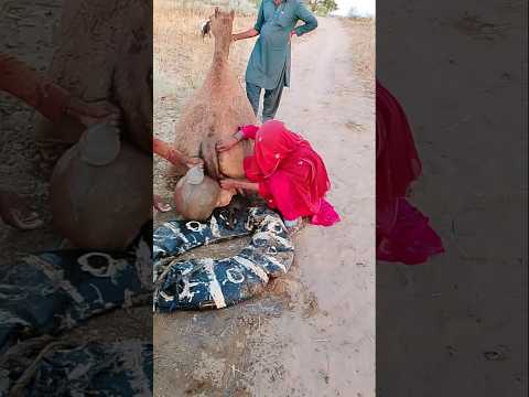 این دیگ چیست که پشت شتر گذاشته شده و دختر دارد آن را این طرف و آن طرف می برد