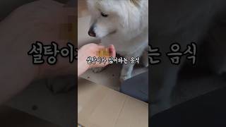 설탕이가 싫어하는 음식