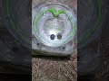 Massive Hits | Viper Tail vs. Dran Buster! #beyblade #beybladex #epicbattles #hasbro  #beybalde