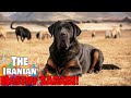 The iranian mastiff   sarabi all you need to know