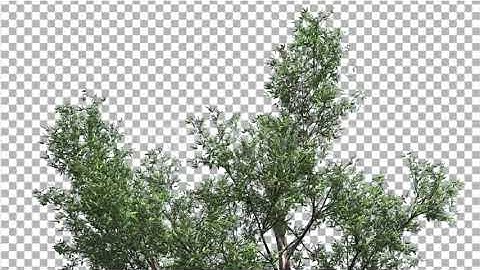 Red Gum Top of Tree Crown Branches Swaying Wind | Motion Graphics - Envato elements