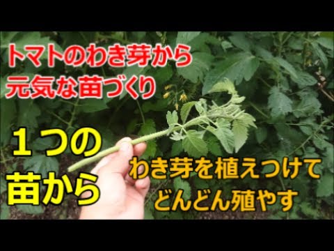 家庭菜園でトマトのわき芽から元気な苗を作る方法 Youtube