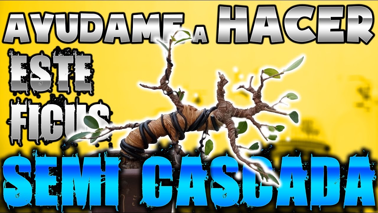 Ayúdame a hacer este ficus estilo semi cascada