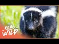 The skunk a real havoc reeker wildlife documentary  wild america  real wild