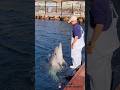 トレーナーさんと一緒の動きをするイルカさんが可愛い　　The dolphin that moves with the trainer is cute.　津久見イルカ島