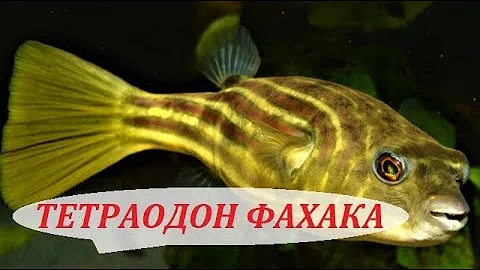 Тетрадон Фахака в аквариуме. Содержание, разведение, совместимость и чем кормить