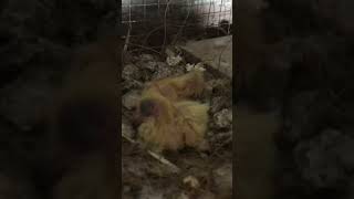 Baby chicks