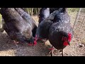 Unser Jersey Giant Zuchthahn mit seinen Hennen im Mai 2017