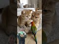 Cat Family Meet A Parrot... And The Kitten Can't Stop Himself To Staring
