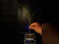 What Happens When Grass Touches a Tesla Coil? #teslacoil #shorts #experiment