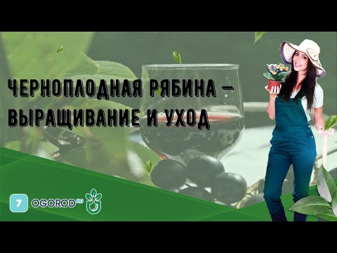 Черноплодная рябина — выращивание и уход
