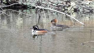 Hooded Merganser: Diving Technique (31 March 2025)