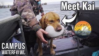 DIVER DUCK DOG??? Big Water Diver Hunt with North Wind Curls!!