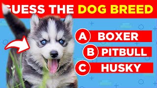 Guess The Dog Breed Quiz 🐶