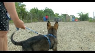 From obedience to agility: A day in the life of a service dog-in-training