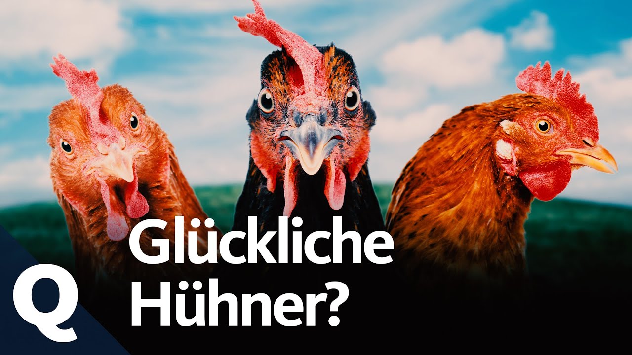 Podcast: Lanz und Precht diskutieren über Tierwohl | Lanz und Precht