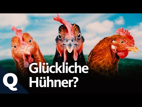 Video: Hinterhoftruthühner züchten: Erfahren Sie mehr über Truthähne in Ihrem Garten