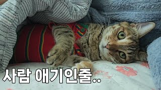 할머니할아버지의 사랑 먹고 띠룩띠룩 살찐 고양이