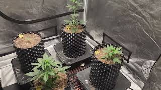 Weekly update Octopot grow #16 Day 35 Skunk #1, Lemon Tree, Jack Herer. Day 14 Wedding Cake.