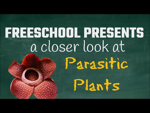 Видео: Голопаразит ургамал гэж юу вэ: Холопаразит ургамлын төрөл ба тэдгээрийн хор хөнөөл