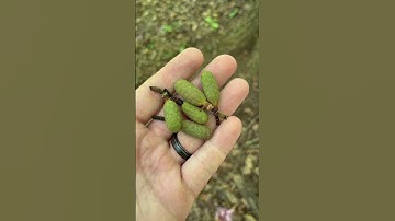 Immature cucumber tree fruit. Can you see why it’s called cucumber tree? #nature #dendrology