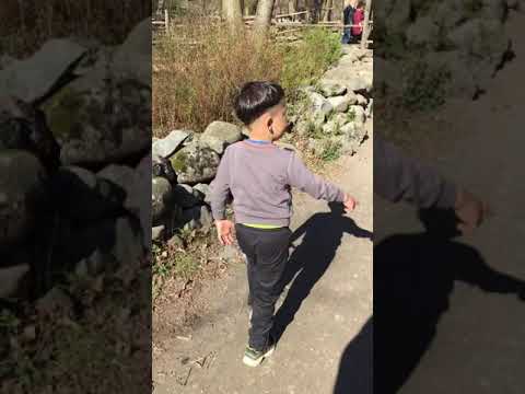 گوسفند و اسب گاو