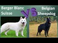 Berger Blanc Suisse VS Belgian Sheepdog - Breed Comparison - Differences