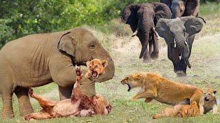Elephant Massacre! Aggressive Elephants Tortured The lion&#39;s Family To Death To Avenge The Calf