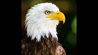 Acrim X-Noir --Masusu--