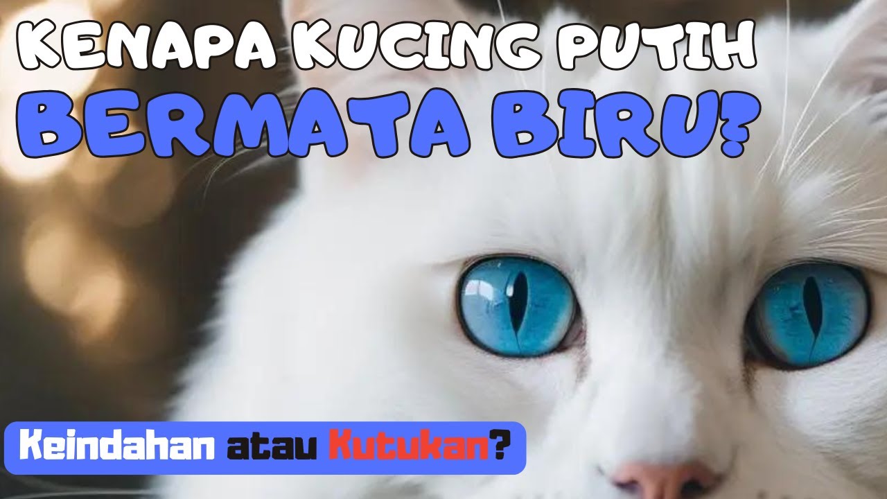ANUGERAH atau KUTUKAN? Fakta Kucing Putih Mata Biru 
