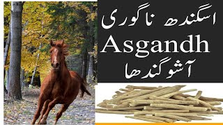 اسگندھ ناگوری #Ashogandha, #wintercherey, #Ghudiaasabi, #Bostsexualpower, #Jointpain, #Uricacid,