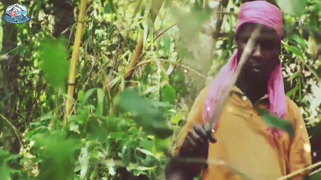 Tiger 🐅 attack man in the forest  tiger 🐅 attack hunter in the jungle mountain life studio