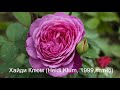 Rose//Розы// Самые безпроблемные и красивые сорта немецкого питомника Тантау!ТОП 45!