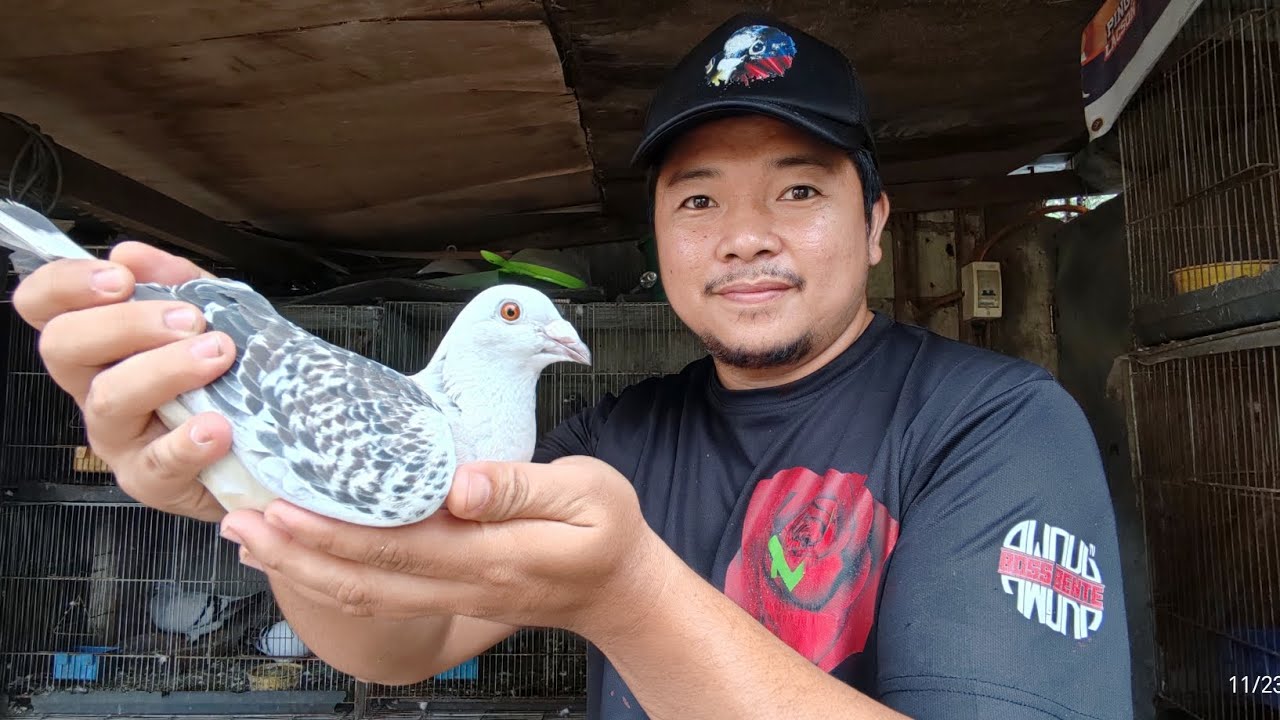 ICE RACING PIGEON - YouTube