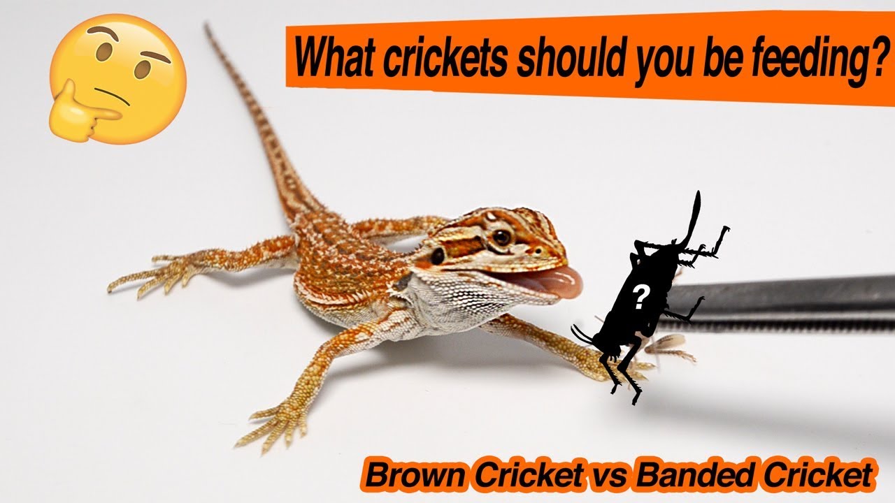 Have you been feeding the WRONG crickets to your Reptiles?! WATCH THIS ...