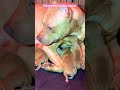 mama pit bull adopted 4 pups #sadpuppy #apbtlove #adoption