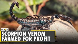 WION Dispatch: Scorpion's Venom used for medicinal research | Egypt | Latest World English News