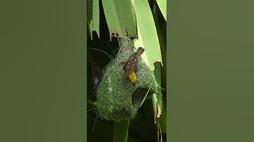 1034 Unbelievable Weaver Bird Build nest  Bird Constructions#wildlife