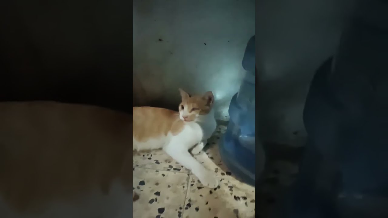 Cat play ⏯️ NBC Sports Info 