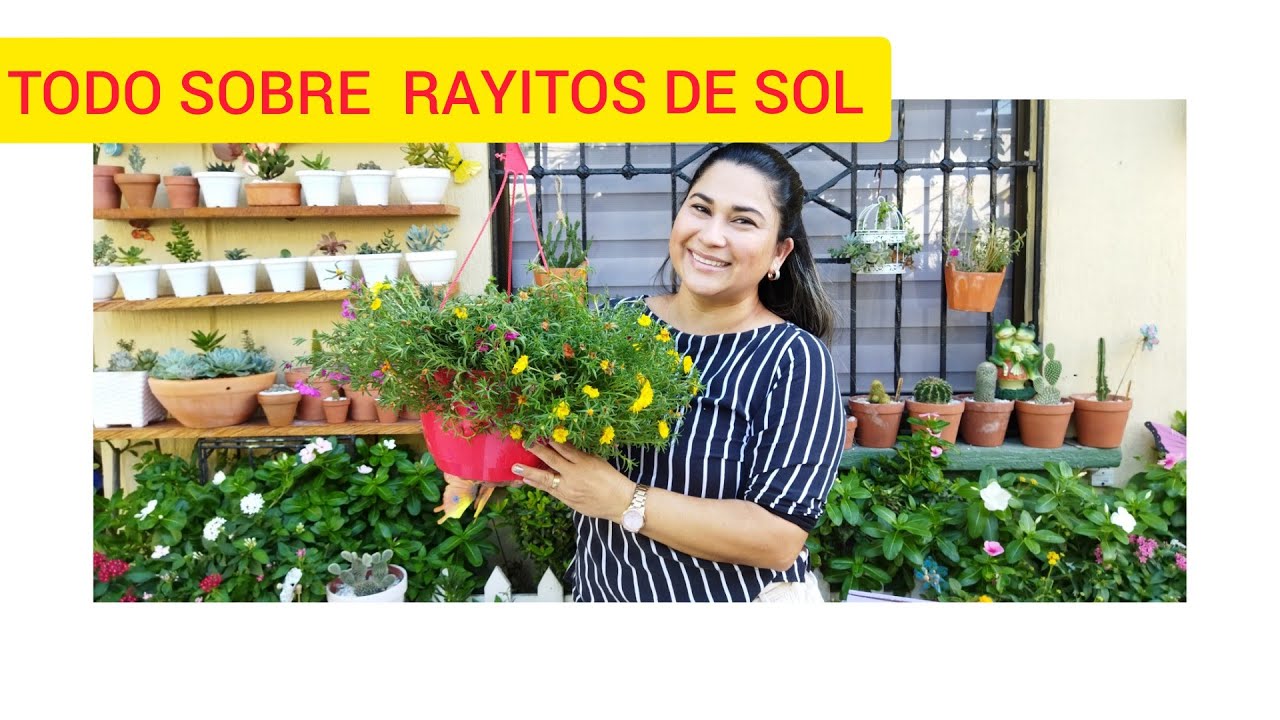 RAYITOS DE SOL☀️O PORTULACAS