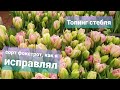 Как спасти тюльпан от топинга стебля, если процесс пошел