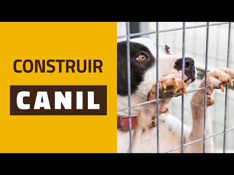 Vídeo: Como preparar seu cão para um canil